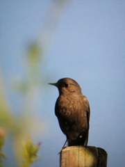 Phoenicurus ochruros