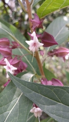 Clerodendrum fortunatum