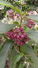 Clerodendrum fortunatum
