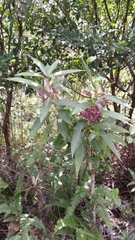 Clerodendrum fortunatum