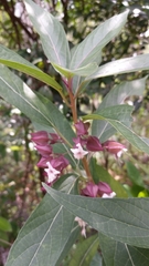 Clerodendrum fortunatum