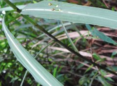 Dendrotrophe varians