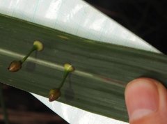 Dendrotrophe varians