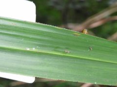 Dendrotrophe varians