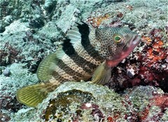 Rock Grouper photo 5