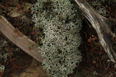 Pulchrocladia corallaizon