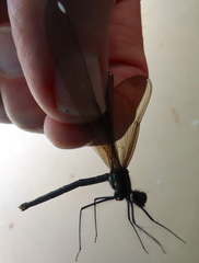 Calopteryx maculata