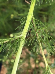 Clanoptilus geniculatus