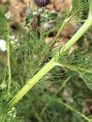 Clanoptilus geniculatus