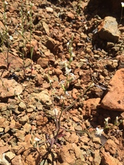 Streptanthus barbiger