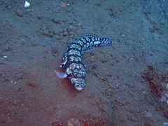 Parapercis tetracantha