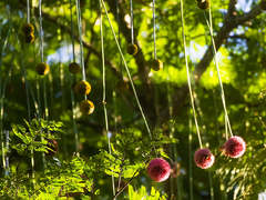 Parkia pendula