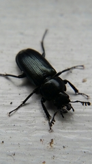 Platycerus