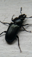 Platycerus