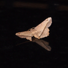 Chiasmia monticolaria