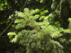 Abies numidica