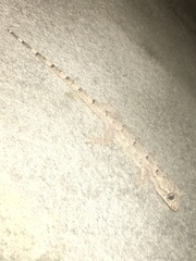 Hemidactylus mercatorius
