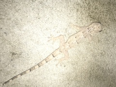 Hemidactylus mercatorius