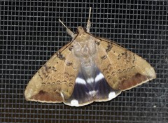 Achaea eusciasta