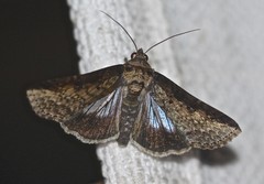 Lophoptera vittigera