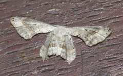 Phazaca leucocephala