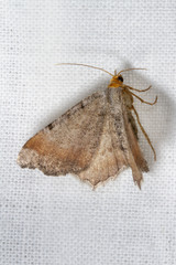 Macaria bicolorata
