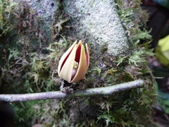 Monocyclanthus vignei image