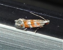 Battaristis vittella
