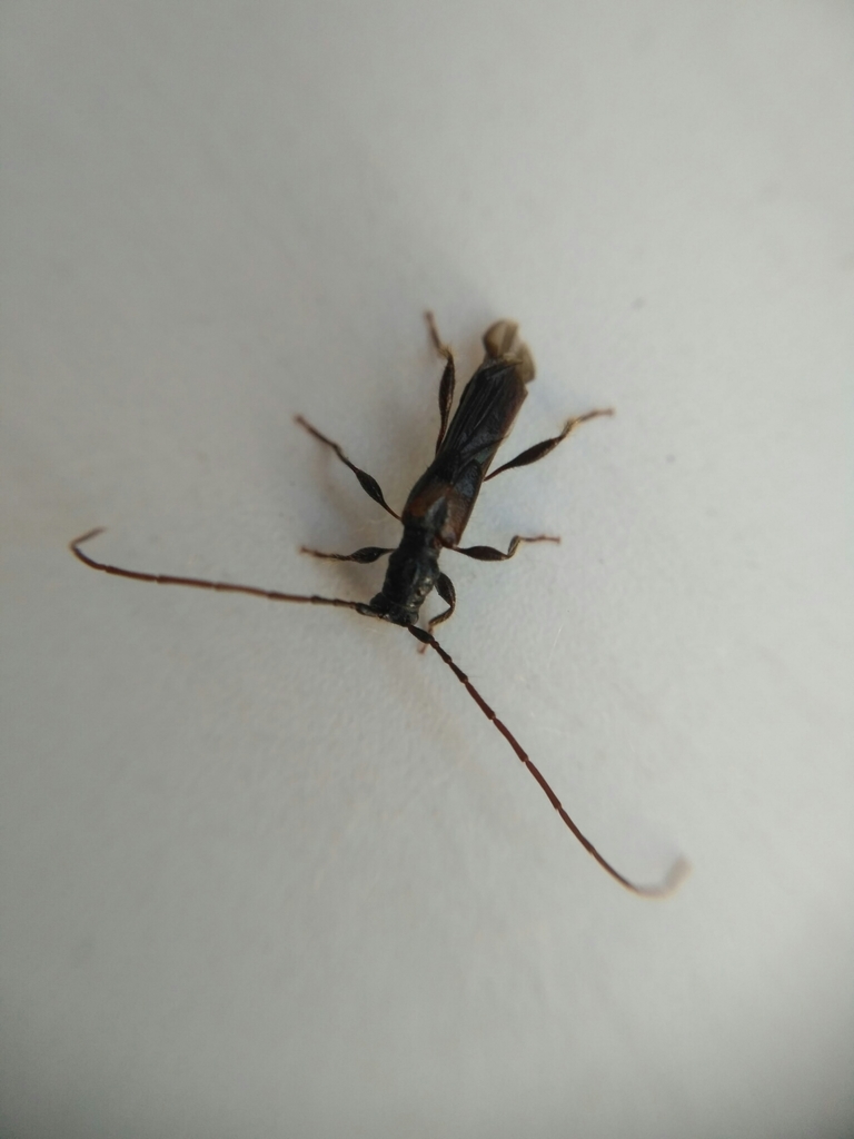 Molorchus kiesenwetteri