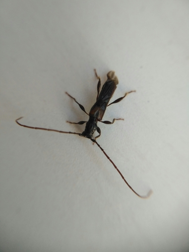 Molorchus kiesenwetteri