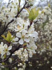 Prunus maritima