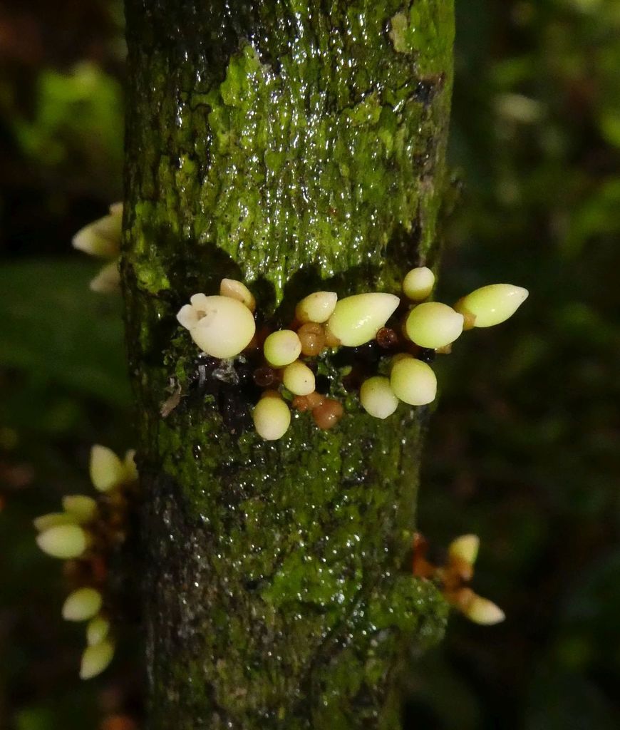 Diospyros vignei (Diospyros vignei)