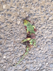 Lacerta diplochondrodes cariensis