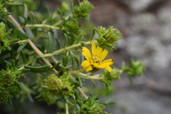 Deinandra clementina