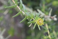 Deinandra clementina