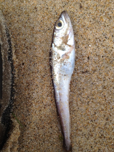 Merluccius bilinearis