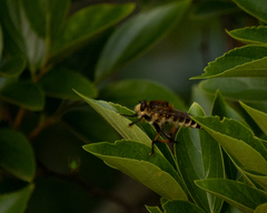 Promachus yesonicus