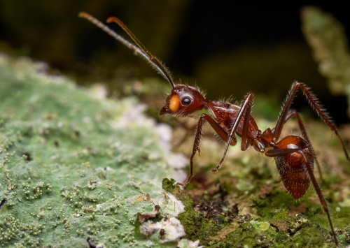 Camponotus chartifexCamponotus chartifex