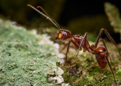 Image of Camponotus chartifex