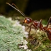 Camponotus chartifex - Photo (c) Andres Nuñez Mora, algunos derechos reservados (CC BY-NC), subido por Andres Nuñez Mora
