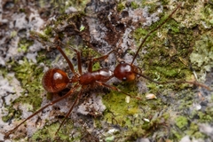 Camponotus chartifex