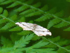 Macaria shanghaisaria