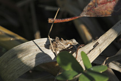 Cornutiplusia circumflexa