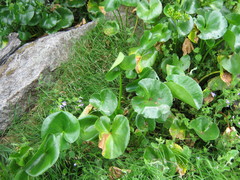 Ornduffia calthifolia