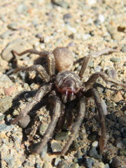 Calisoga longitarsis
