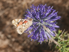 Vanessa cardui