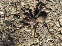 Calisoga longitarsis