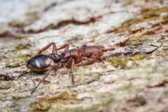 Cephalotes umbraculatus