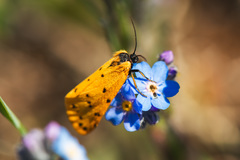 Setina roscida