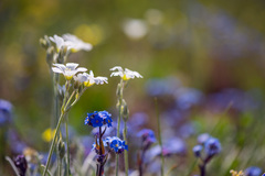 Cerastium biebersteinii